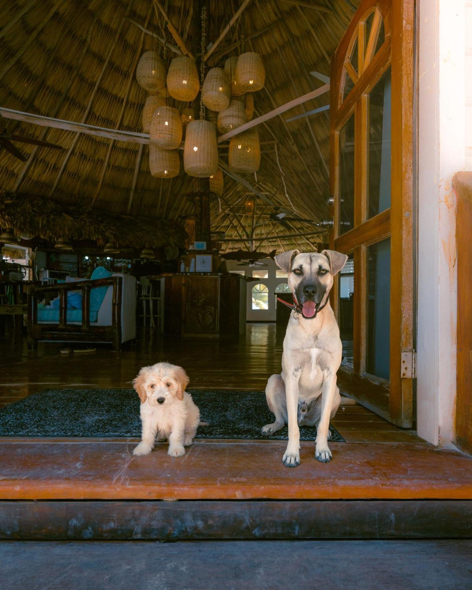 Thatch Caye Resort A Muy'Ono Resort Hopkins Dış mekan fotoğraf